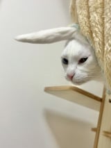 XAJEgE/nbNA[g(@Utans_Uni_Unagi)̈LEɂ(ʐ^X) 