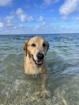 �u���ꂶ��Ȃ��˂�c�v�g�������̒��h�ł��\��Ⴂ������S�[���f�����g���o�[��SNS���΁u�Ⴂ�̕�����j�v 