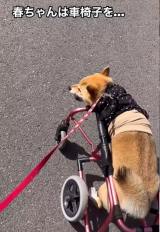 ���܂�����O�r�̂Ȃ��Č��̏t�q�����(Instagram/@haru_fuku_taro2022���) 