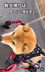 ���܂�����O�r�̂Ȃ��Č��̏t�q�����(Instagram/@haru_fuku_taro2022���) 