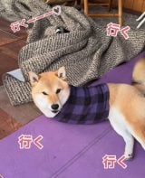 ���܂�����O�r�̂Ȃ��Č��̏t�q�����(Instagram/@haru_fuku_taro2022���) 