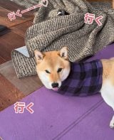 ���܂�����O�r�̂Ȃ��Č��̏t�q�����(Instagram/@haru_fuku_taro2022���) 