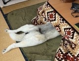 “コタツスキー”にドン引きしていた先輩犬、1年後まさかの変化にSNSが衝撃 