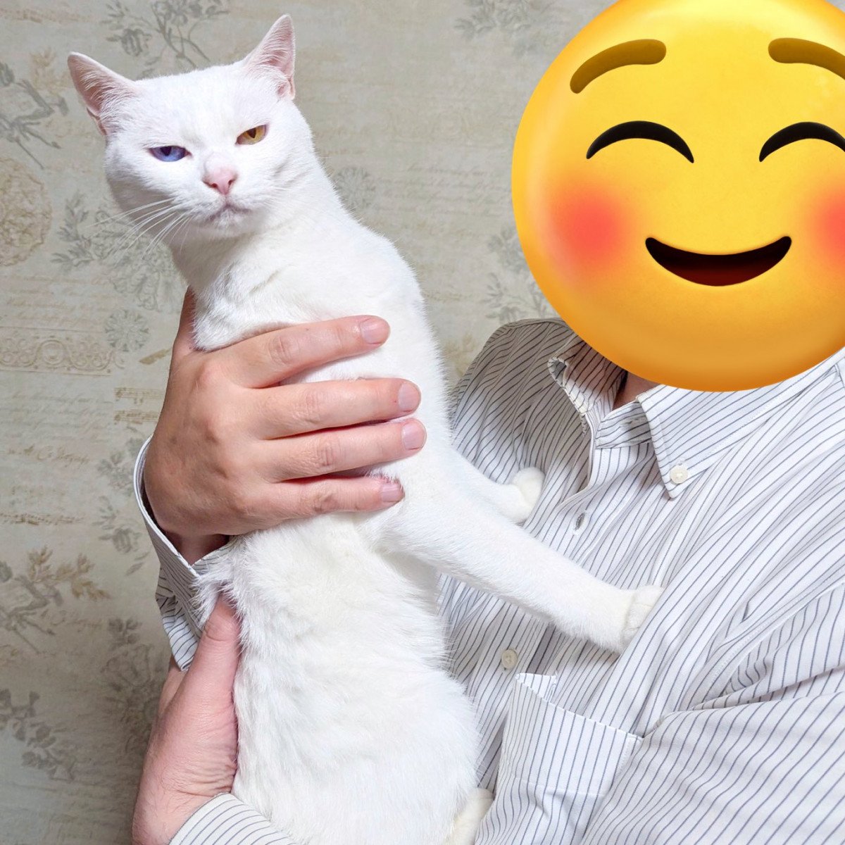 IWTɕđS͂ŋۂ邭炿(摜:邩炳񂳂 @sangoruka_cats) 