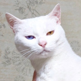 IWTɕċ̂炿(摜:邩炳񂳂 @sangoruka_cats) 