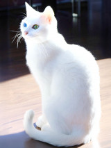 XAJEgE邩炳񂳂(@sangoruka_cats)̈LE炿(ʐ^X) 