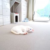 XAJEgE邩炳񂳂(@sangoruka_cats)̈LE炿(ʐ^X) 