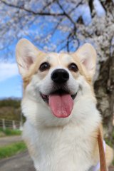 �u���т����悮�G�߁v������Ă����c���h���ɐQ�錢���C�����悳���� 