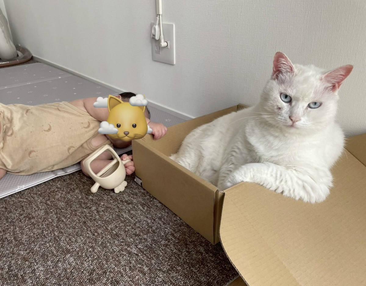 Ԃׂ̗Ń|[Y߂gӂĂԂĂhL(摜:邩炳񂳂 @sangoruka_cats) 