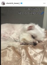 �썇�r��u�����q�� �����a�������}���܂����v(�ʐ^�̓C���X�^�O���� @ shunichi_kawai_1 ���) 