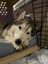 �u�T�t�@�C�A���q �V�x���A���n�X�L�[�v�i@SAPPHIRE_HUSKY�j���񓊍e�i�ʐ^��X���j 