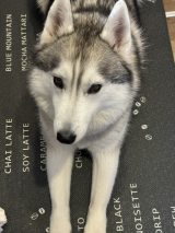 �u�T�t�@�C�A���q �V�x���A���n�X�L�[�v�i@SAPPHIRE_HUSKY�j���񓊍e�i�ʐ^��X���j 