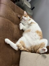 XAJEgEہ[̙ꂫcƂǂeg (@kk26647297)̈LEہ[(ʐ^X) 