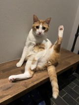 XAJEgEہ[̙ꂫcƂǂeg (@kk26647297)̈LEہ[(ʐ^X) 