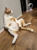 XAJEgEہ[̙ꂫcƂǂeg (@kk26647297)̈LEہ[(ʐ^X) 