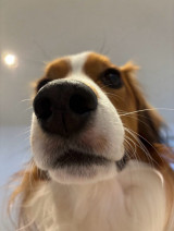 �f�R�s���́g�h����h�ŐV�V���b�g���b��u�h����̉�����v�u���̌ւ炵���Ȃ���v �n�����̎p���V�Y���J�[�h�� 