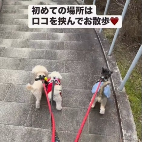 ���R������^�񒆂ɋ���ŎU������A���n�����ƃX�m�[�����iInstagram�^@lomilomi_secretgarden���j 