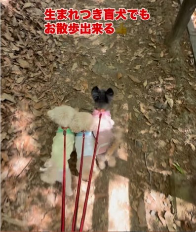 ���R������^�񒆂ɋ���ŎU������A���n�����ƃX�m�[�����iInstagram�^@lomilomi_secretgarden���j 