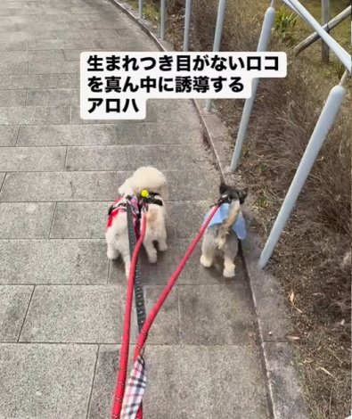 ���R������^�񒆂ɋ���ŎU������A���n�����ƃX�m�[�����iInstagram�^@lomilomi_secretgarden���j 