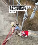 ���R������^�񒆂ɋ���ŎU������A���n�����ƃX�m�[�����(Instagram/@lomilomi_secretgarden���) 