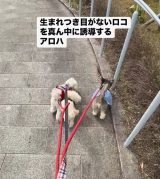 ���R������^�񒆂ɋ���ŎU������A���n�����ƃX�m�[�����(Instagram/@lomilomi_secretgarden���) 