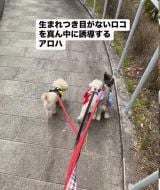 ���R������^�񒆂ɋ���ŎU������A���n�����ƃX�m�[�����(Instagram/@lomilomi_secretgarden���) 