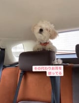 ���܂���ڂ��Ȃ����R�����(Instagram/@lomilomi_secretgarden���) 