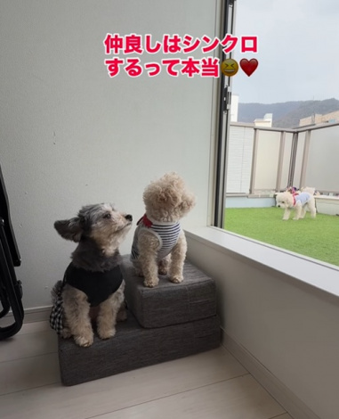 �ǂ�Ȏ������R�����������X�m�[�����ƃA���n����� 