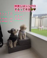 �ǂ�Ȏ������R�����������X�m�[�����ƃA���n����� 