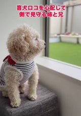 �ǂ�Ȏ������R�����������X�m�[�����ƃA���n����� 