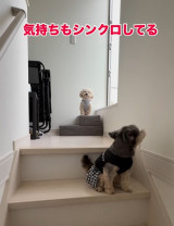 �ǂ�Ȏ������R�����������X�m�[�����ƃA���n����� 