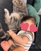 XAJEgE܂悳(@goma__chiyo)̈LƑq(ʐ^X) 