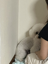 �u���̌�̕��Q�����߂��ځv�����邨���߂���(�摜��: �����߂��� @okookome_) 