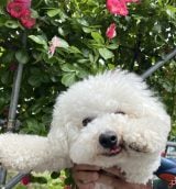 X�A�J�E���g�E�����߂���(@okookome_)�̈����E�����߂���(�ʐ^��X���) 