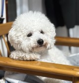 X�A�J�E���g�E�����߂���(@okookome_)�̈����E�����߂���(�ʐ^��X���) 