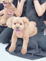 �n�Ӕ��ޑ�I�t�B�V�����u���O�uMinayo Land�v��� 