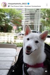 �R�{���؃A�i�u�����킿���ƕ����C���������e���X�ȂŁv (�ʐ^�̓C���X�^�O����@rinayamamoto_0622 ���) 