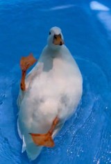 �]��Ńo�^�o�^�Q�Ă�A���Ђ炠�ɂ������񂪎����Ă���A�q��(�摜��:���Ђ炠�ɂ������� @ahiraa2go) 