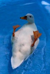 �]��Ńo�^�o�^�Q�Ă�A���Ђ炠�ɂ������񂪎����Ă���A�q��(�摜��:���Ђ炠�ɂ������� @ahiraa2go) 