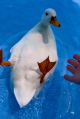 �]��Ńo�^�o�^�Q�Ă�A���Ђ炠�ɂ������񂪎����Ă���A�q��(�摜��:���Ђ炠�ɂ������� @ahiraa2go) 