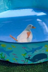 �]��Ńo�^�o�^�Q�Ă�A���Ђ炠�ɂ������񂪎����Ă���A�q��(�摜��:���Ђ炠�ɂ������� @ahiraa2go) 