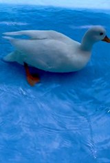 �]��Ńo�^�o�^�Q�Ă�A���Ђ炠�ɂ������񂪎����Ă���A�q��(�摜��:���Ђ炠�ɂ������� @ahiraa2go) 