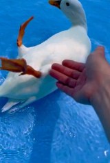 �]��Ńo�^�o�^�Q�Ă�A���Ђ炠�ɂ������񂪎����Ă���A�q��(�摜��:���Ђ炠�ɂ������� @ahiraa2go) 