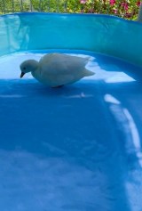 �]��Ńo�^�o�^�Q�Ă�A���Ђ炠�ɂ������񂪎����Ă���A�q��(�摜��:���Ђ炠�ɂ������� @ahiraa2go) 