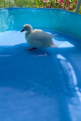 �]��Ńo�^�o�^�Q�Ă�A���Ђ炠�ɂ������񂪎����Ă���A�q��(�摜��:���Ђ炠�ɂ������� @ahiraa2go) 