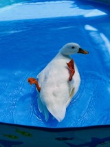 ���Ђ炠�ɂ������� (@ahiraa2go)�ƈꏏ�ɕ�炵�Ă���A�q��(�ʐ^��X���) 