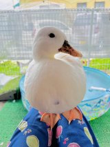 ���Ђ炠�ɂ������� (@ahiraa2go)�ƈꏏ�ɕ�炵�Ă���A�q��(�ʐ^��X���) 