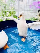 ���Ђ炠�ɂ������� (@ahiraa2go)�ƈꏏ�ɕ�炵�Ă���A�q��(�ʐ^��X���) 