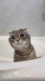 �g��]��h�ɂȂ�u5���O�v�̔L(�摜��:���Ⴏ���� @shake_1121) 