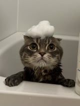 X�A�J�E���g�E���Ⴏ����(@shake_1121)�̈��L�E���Ⴏ����(�ʐ^��X���) 